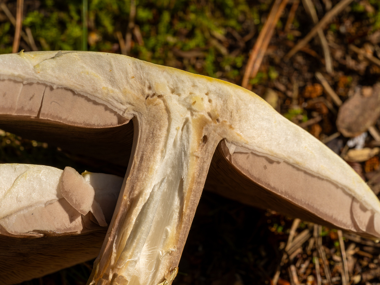 agaricus-silvicola_2023-09-12_1-15