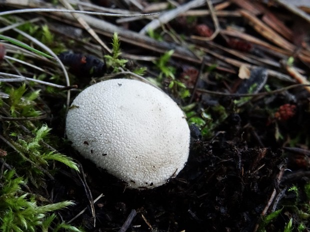 Дождевик маленький - Lycoperdon pusillum
