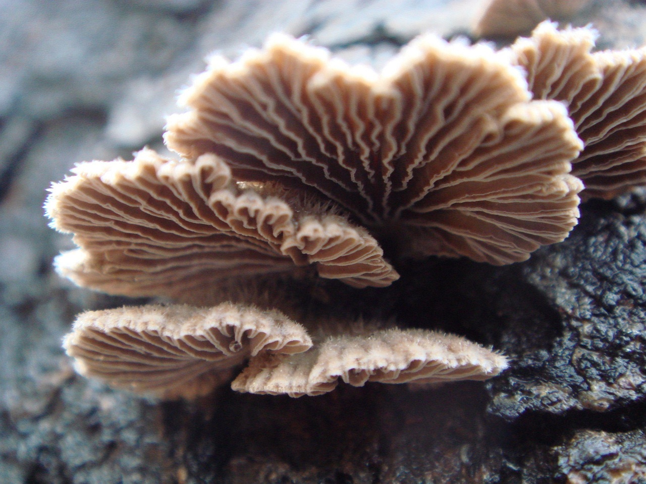 fungi-0003137
