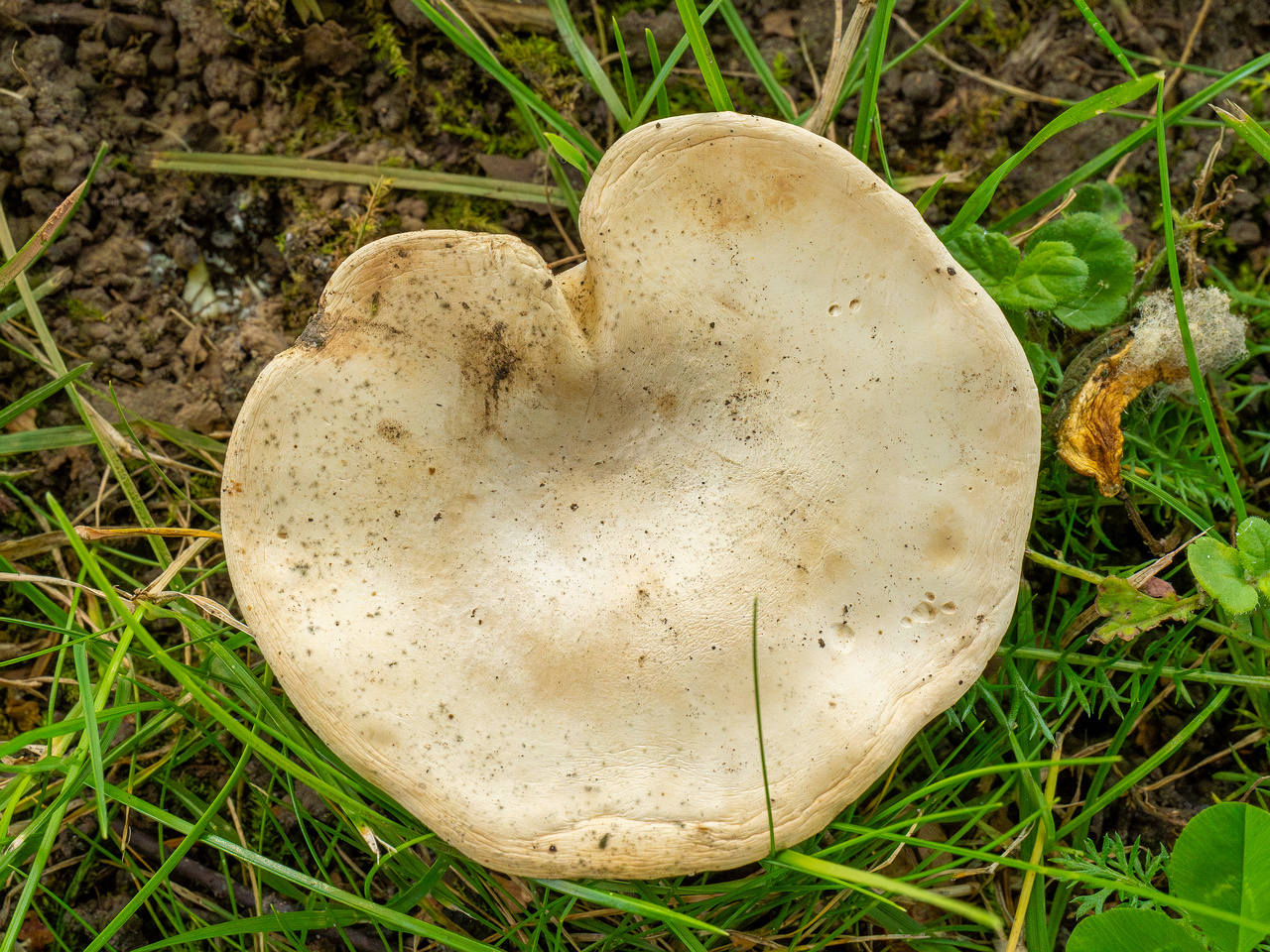 clitopilus-prunulus_2-2