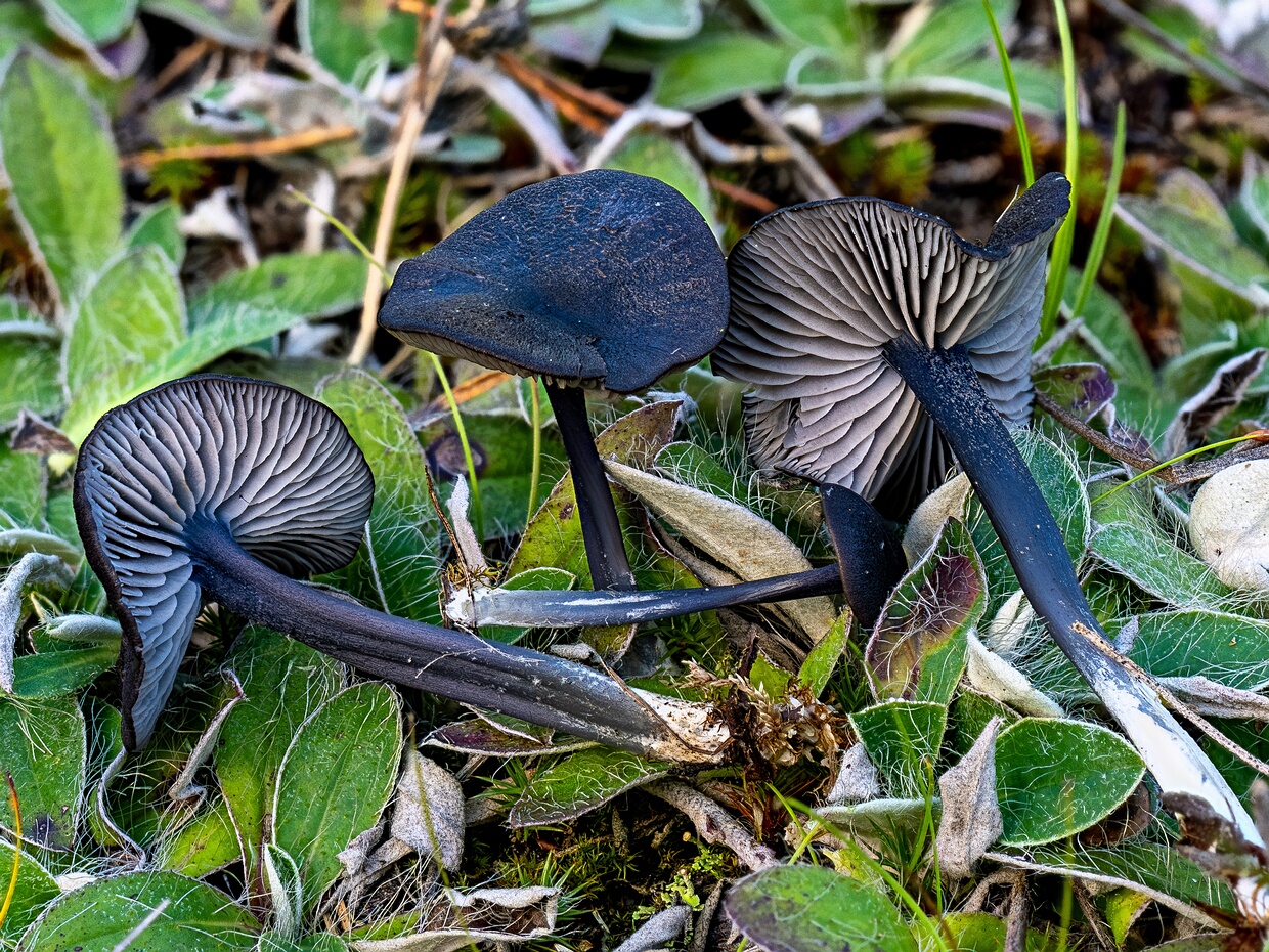 Энтолома стальная - Entoloma chalybeum