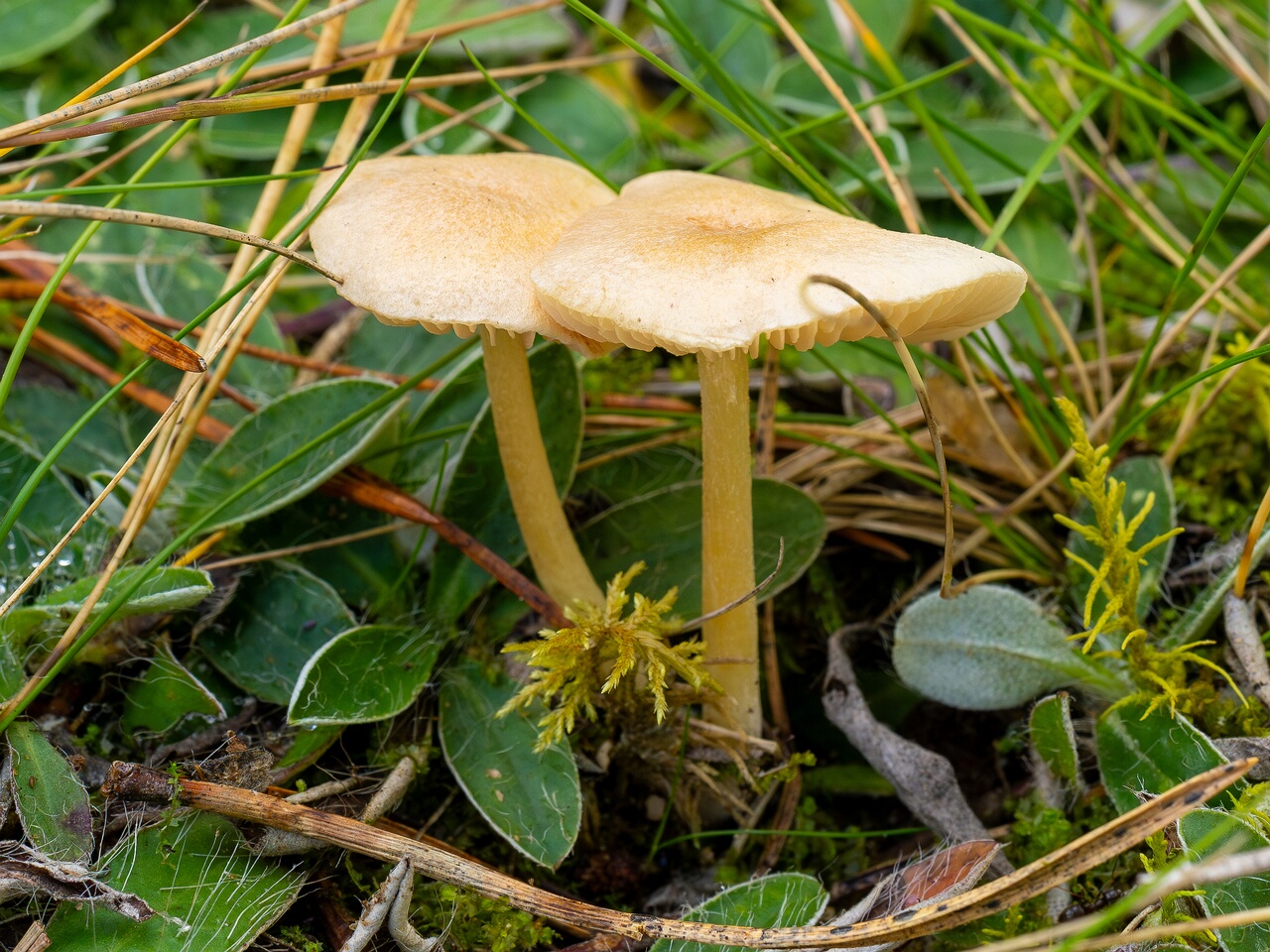 !Entoloma sericellum _2026-09-22_1-4