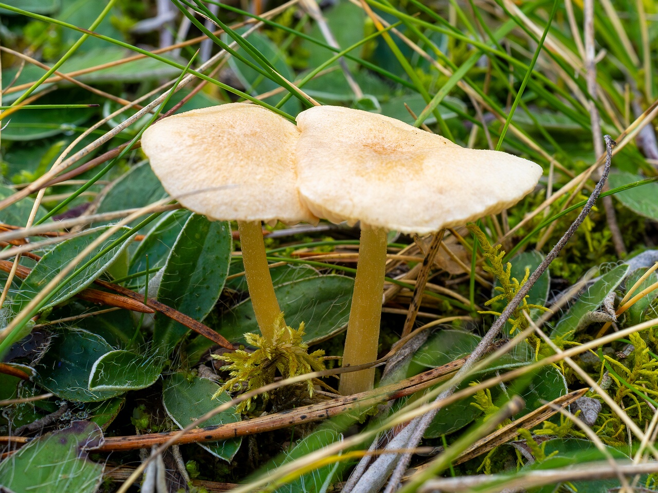 Entoloma sericellum _2026-09-22_1-3