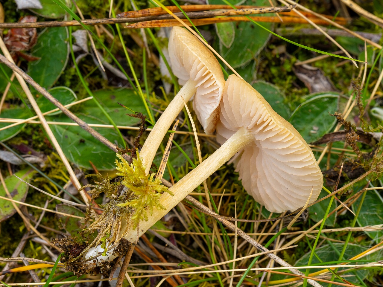Entoloma sericellum _2026-09-22_1-7