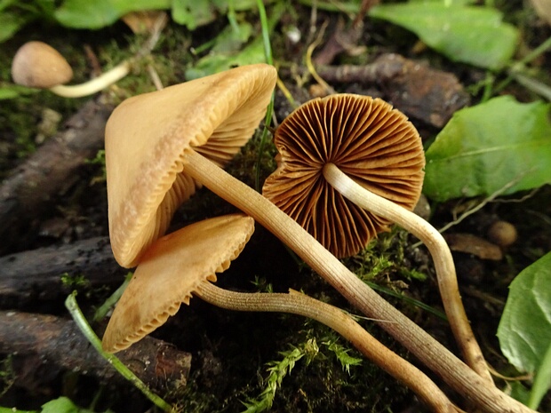 Bolbitiaceae - Больбитиевые - Bolbitiaceae family - Bolbitiaceae Familie The Bolbitiaceae family, known as Больбитиевые in Russian, is a group of basidiomycete fungi belonging to the Agaricales...