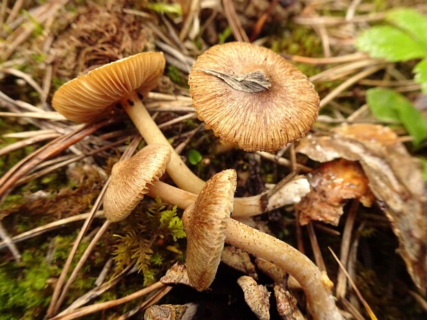 Inocybaceae - Волоконницевые - Inocybaceae Family - Inocybaceae Familie The Inocybaceae family, also known as Волоконницевые in Russian, is a diverse group of basidiomycete fungi that...