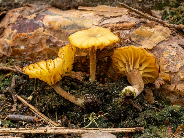Hygrophoraceae - Гигрофоровые - Waxy Caps - Schnecklinge Hygrophoraceae, also known as the Waxy Caps or Schnecklinge, is a family of basidiomycete fungi characterized by their...