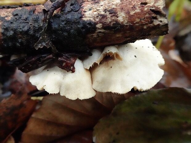 Crepidotaceae - Крепидотовые - Crepidotaceae family - Schüpplinge The Crepidotaceae is a family of basidiomycete fungi that belong to the order Agaricales. This family is known for its...