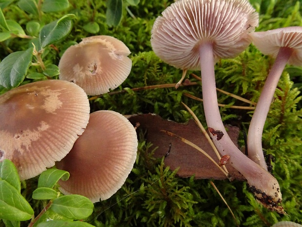 Mycenaceae - Миценовые - Bonnet mushrooms - Helmlinge Mycenaceae is a family of basidiomycete fungi belonging to the order Agaricales, characterized by small, delicate...