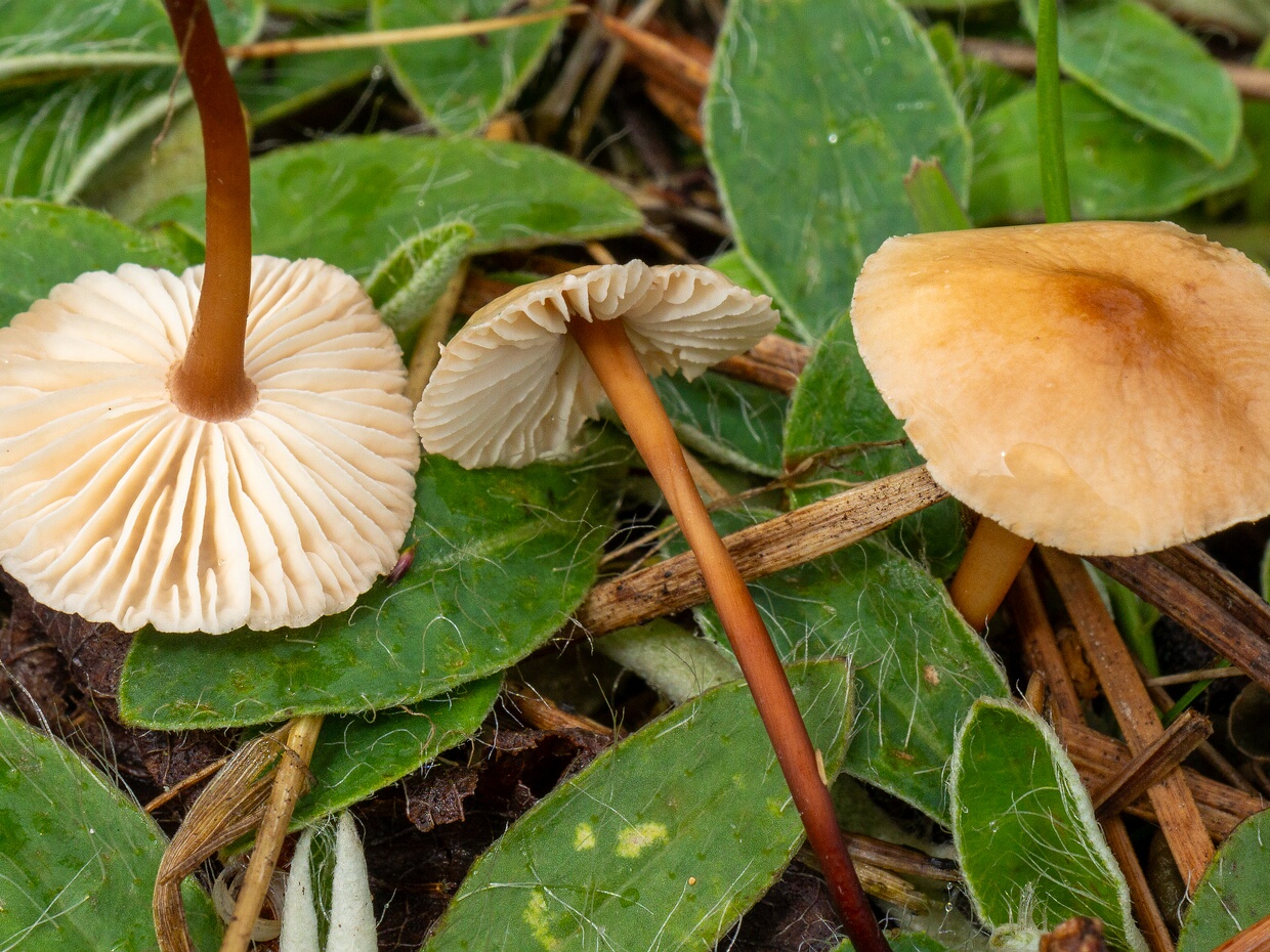 Омфалотовые - Omphalotaceae The Omphalotaceae are a family of fungi in the order Agaricales. Basidiocarps (fruit bodies) are most frequently agarics...