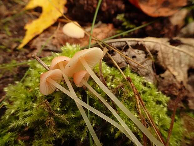 Porotheleaceae - Поротелиевые - Porotheleaceae Family - Porotheleaceae Familie The Porotheleaceae is a family of fungi within the order Agaricales. This family is relatively small and less known...