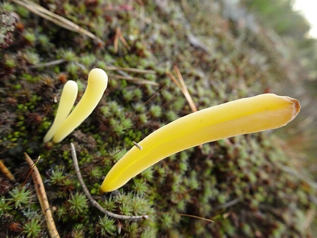 Clavariaceae - Рогатиковые - Coral Fungi - Korallenpilze The Clavariaceae, commonly known as Coral Fungi, is a diverse family of fungi within the Basidiomycota phylum. This...