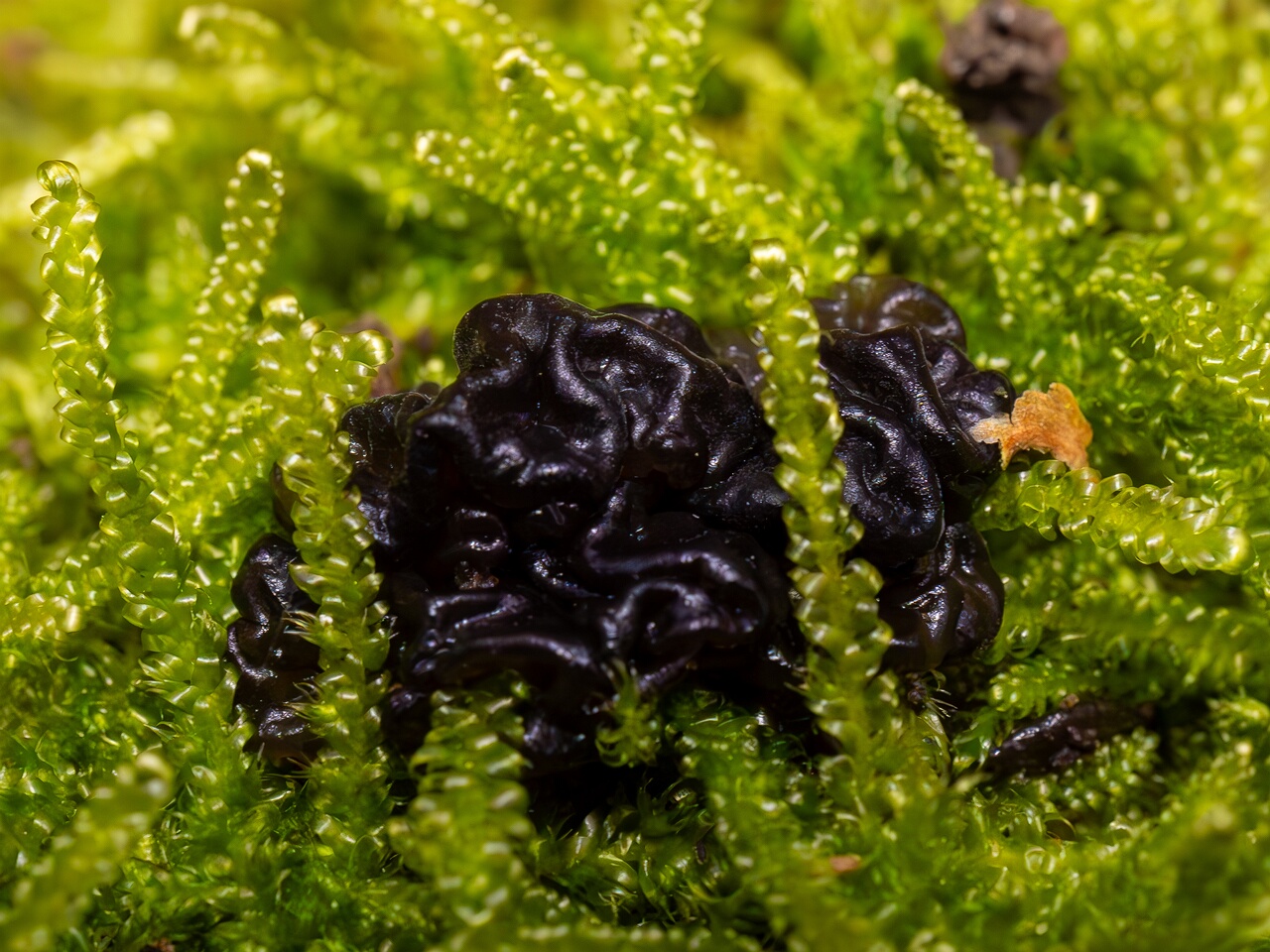 exidia-nigricans_2024-10-26_1-3