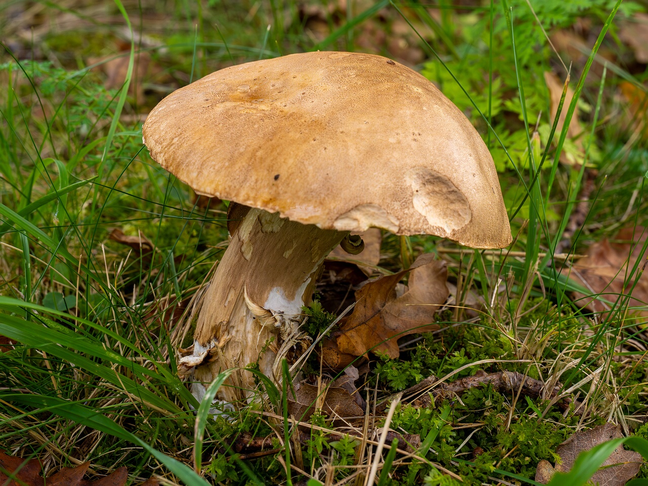 !Boletus reticulatus _2026-09-19_1-3