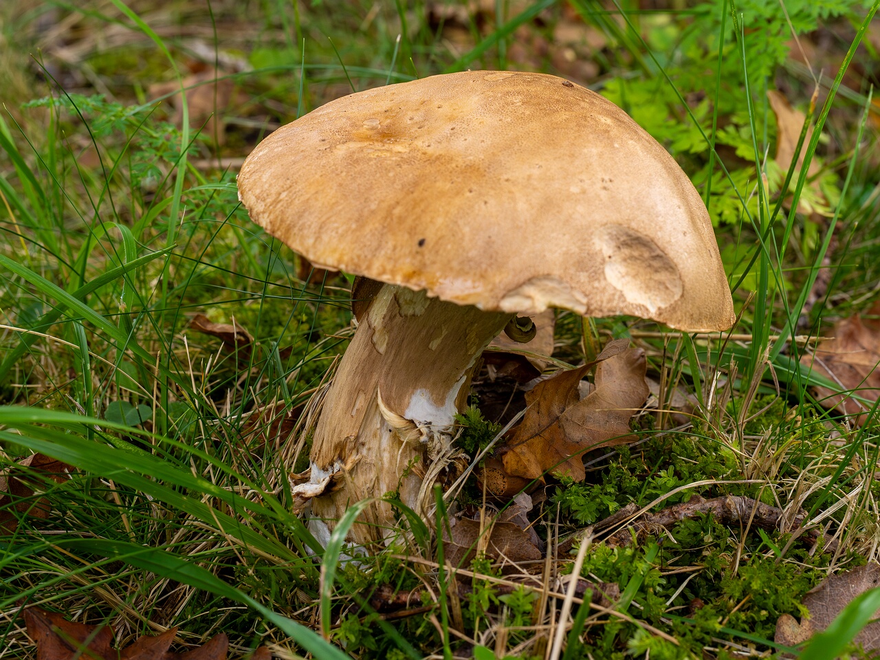 Boletus reticulatus _2026-09-19_1-4