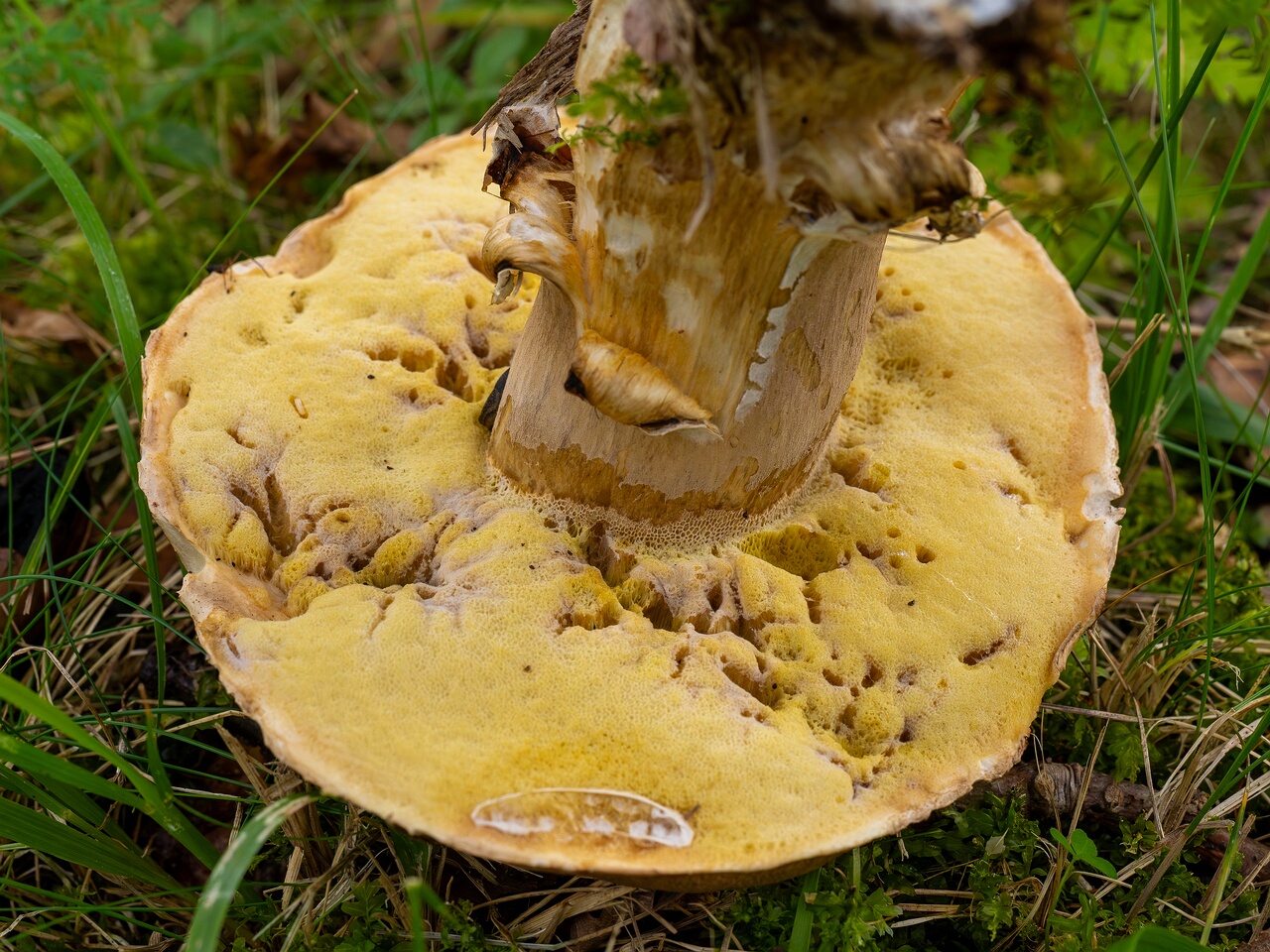 Boletus reticulatus _2026-09-19_1-5