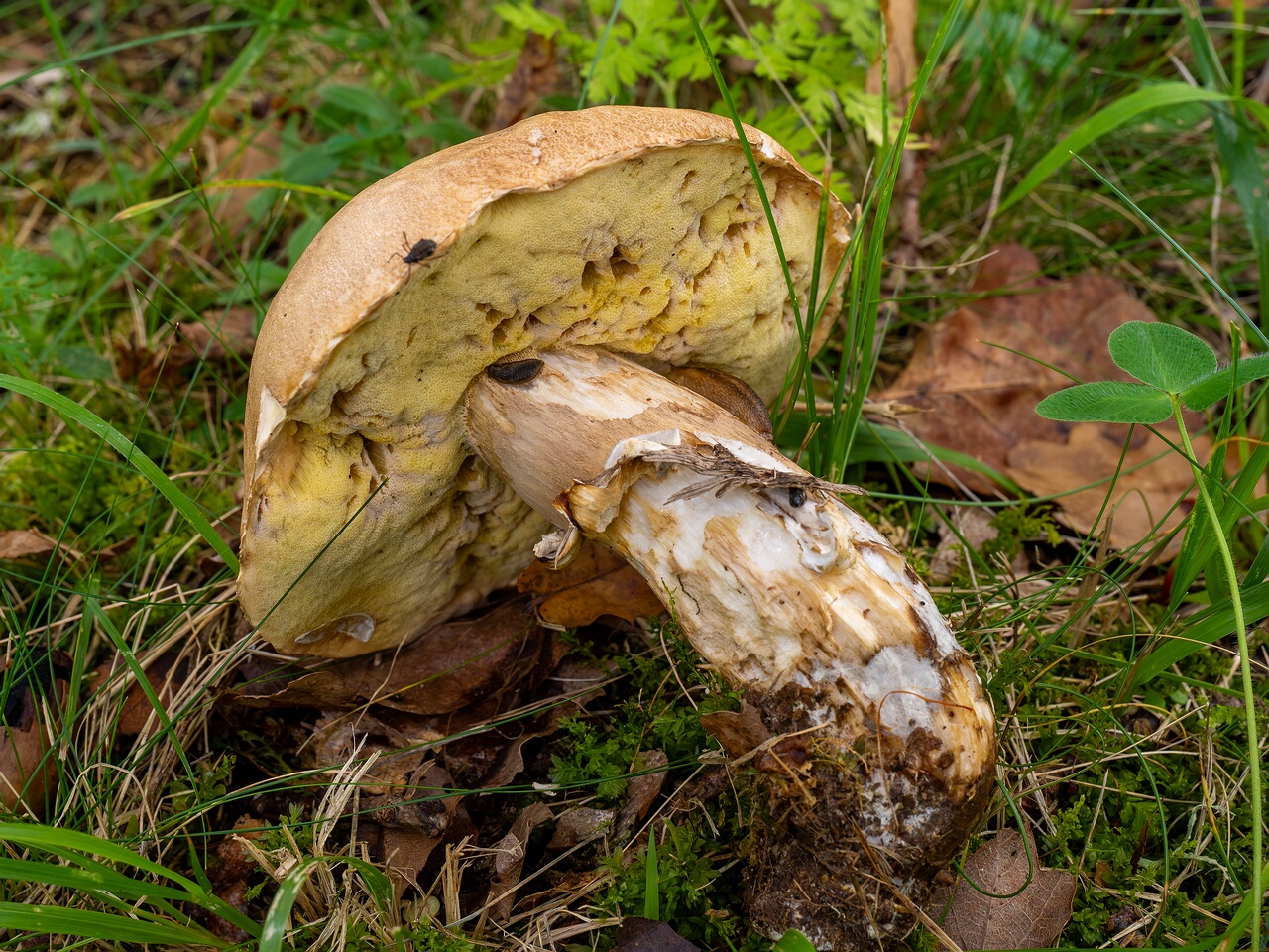 Boletus reticulatus _2026-09-19_1-6