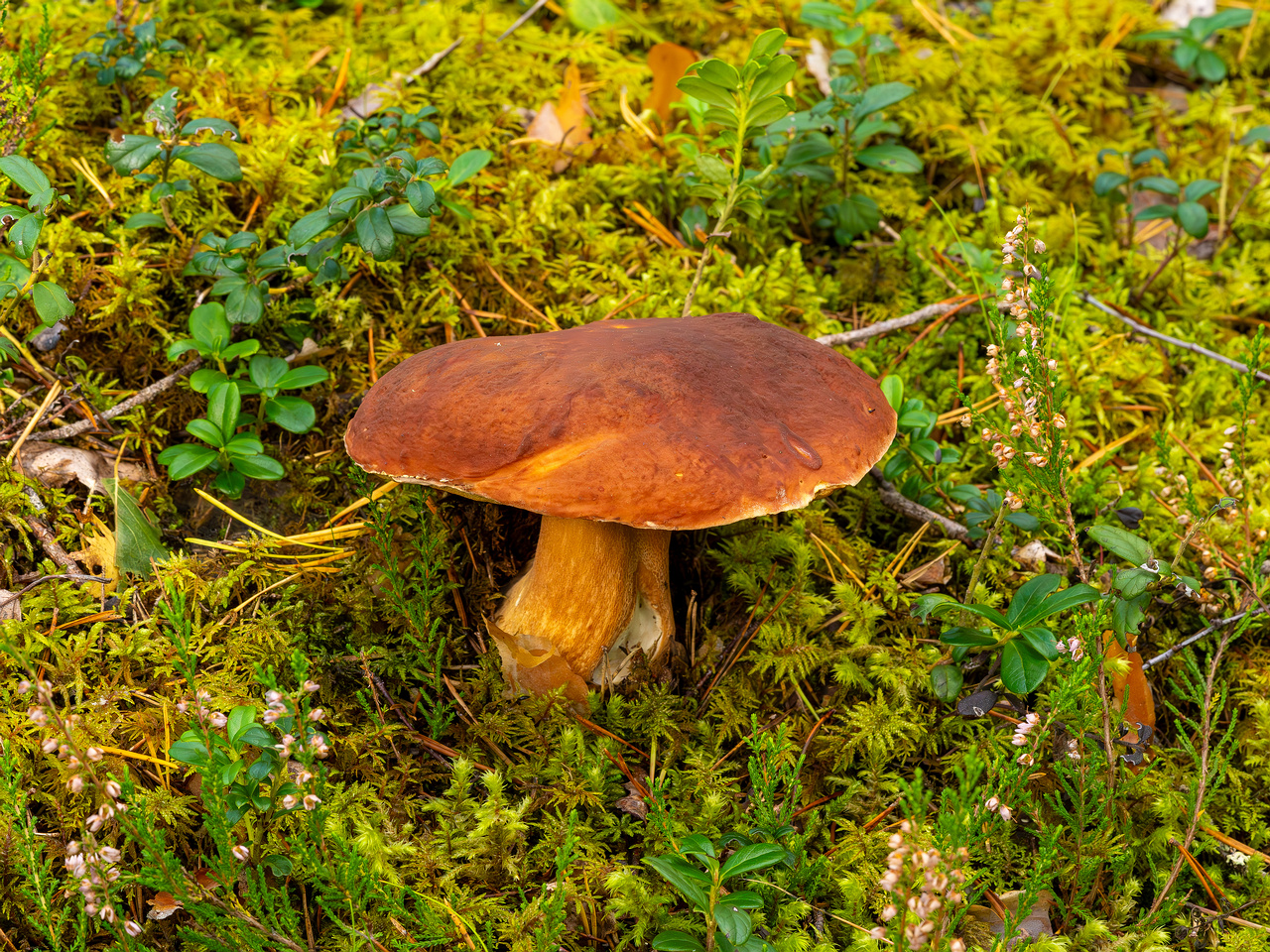 bBoletus-pinophilus_2023-09-14_1-4