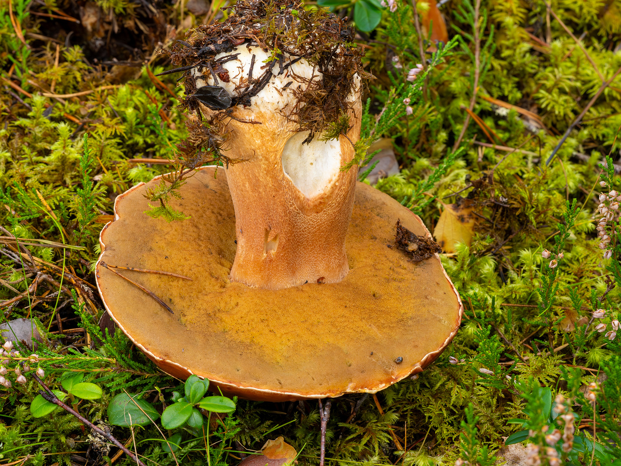 bBoletus-pinophilus_2023-09-14_1-5