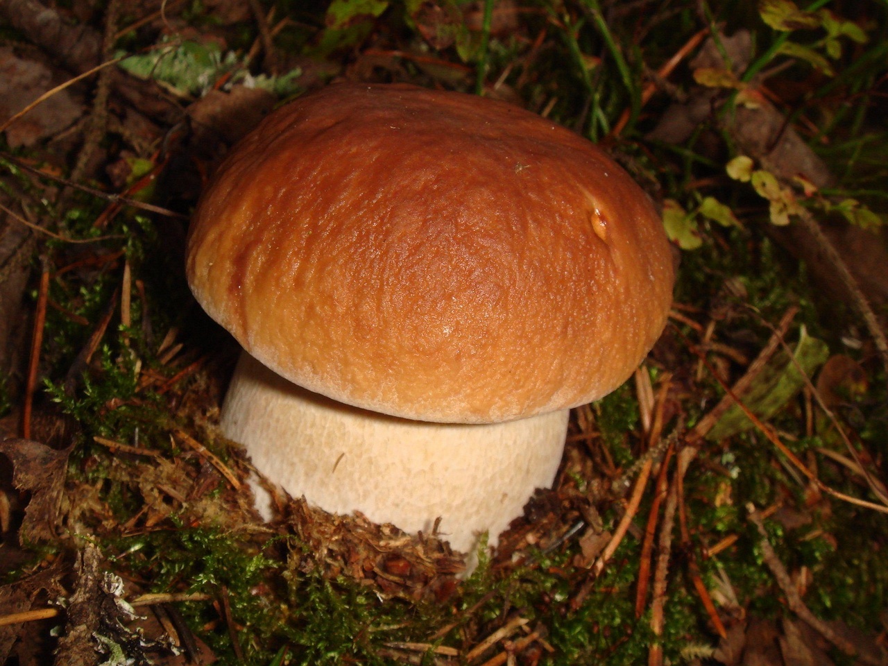 0fungi-0004021