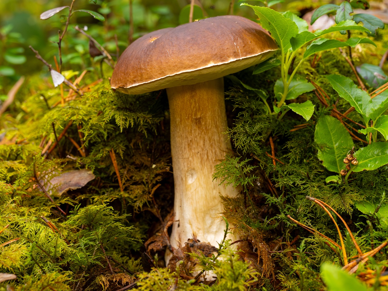 Boletus edulis _2025-09-28_1-9