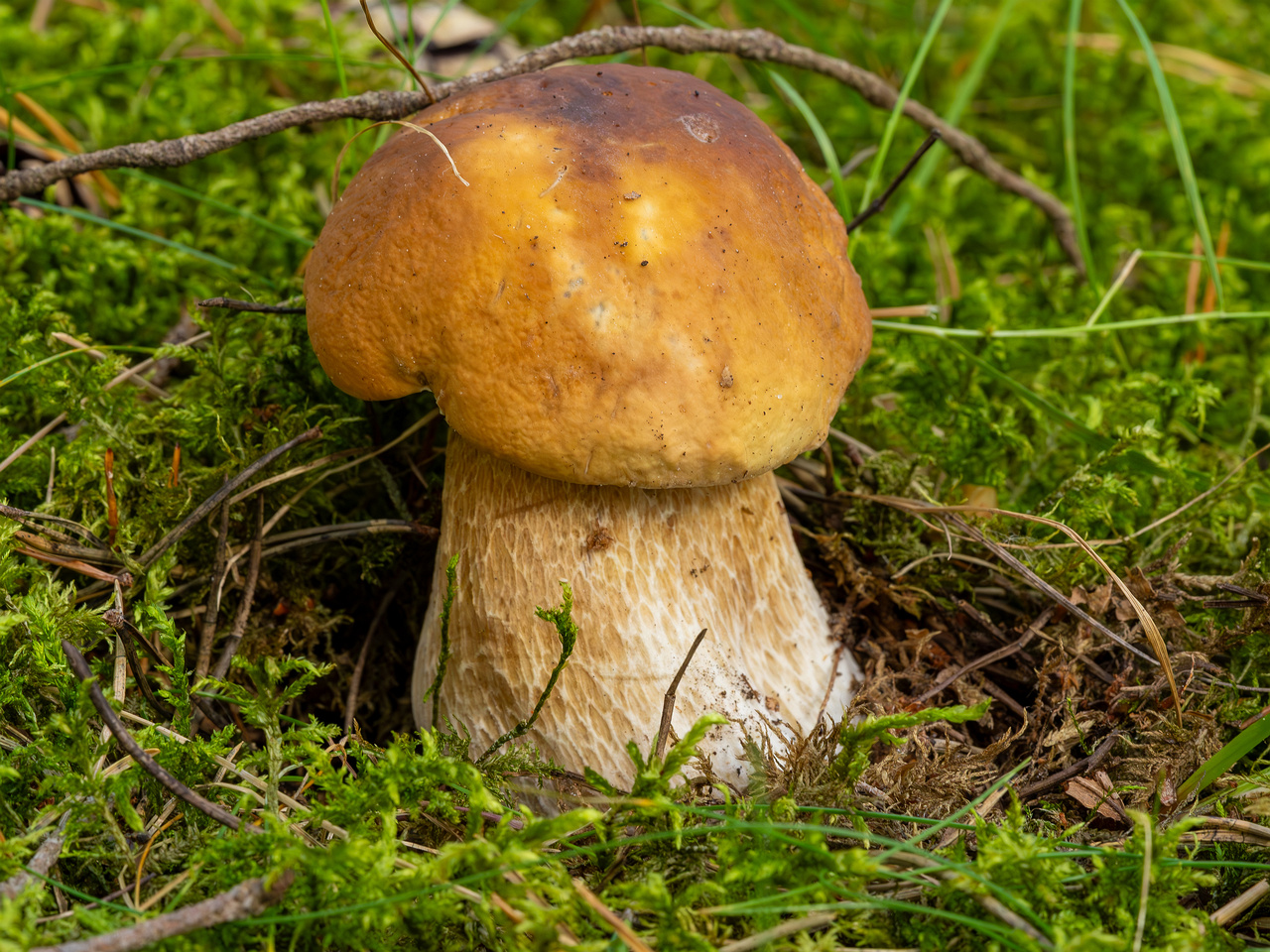 boletus-edulis_2023-09-12_1-1