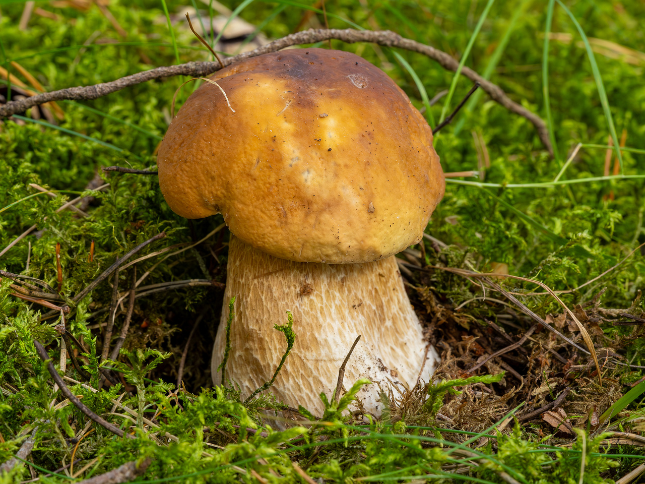 boletus-edulis_2023-09-12_1-2