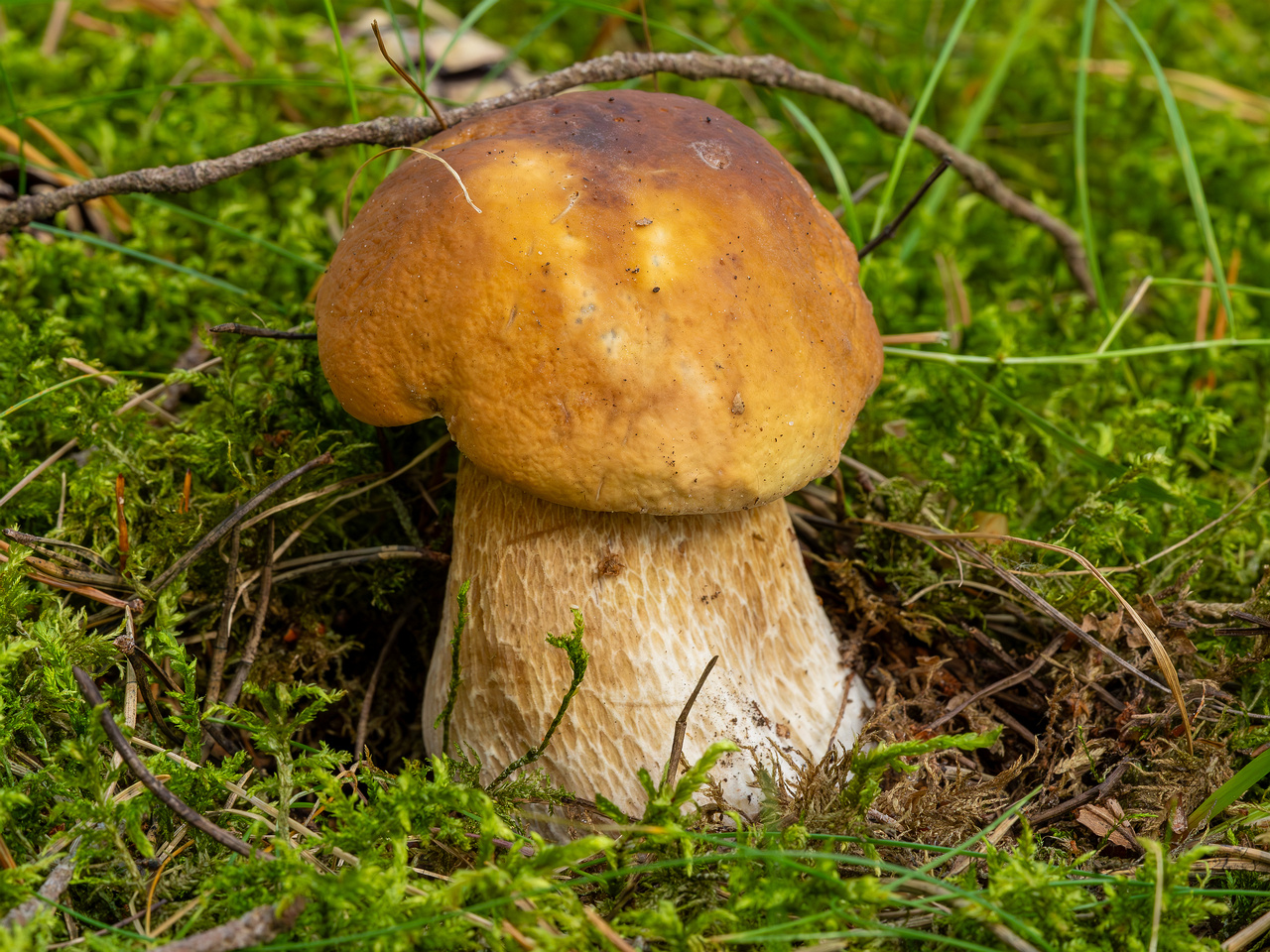boletus-edulis_2023-09-12_1-3