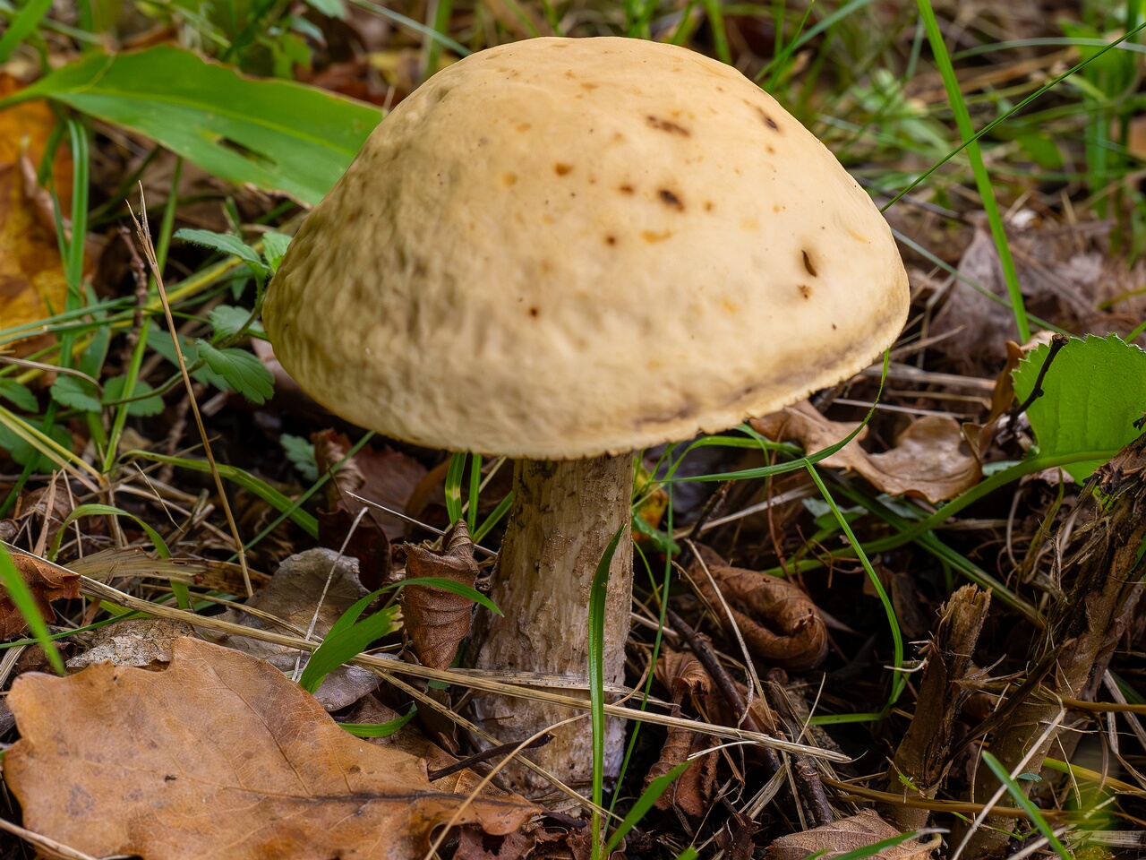 Leccinellum pseudoscabrum _2026-09-19_1-1