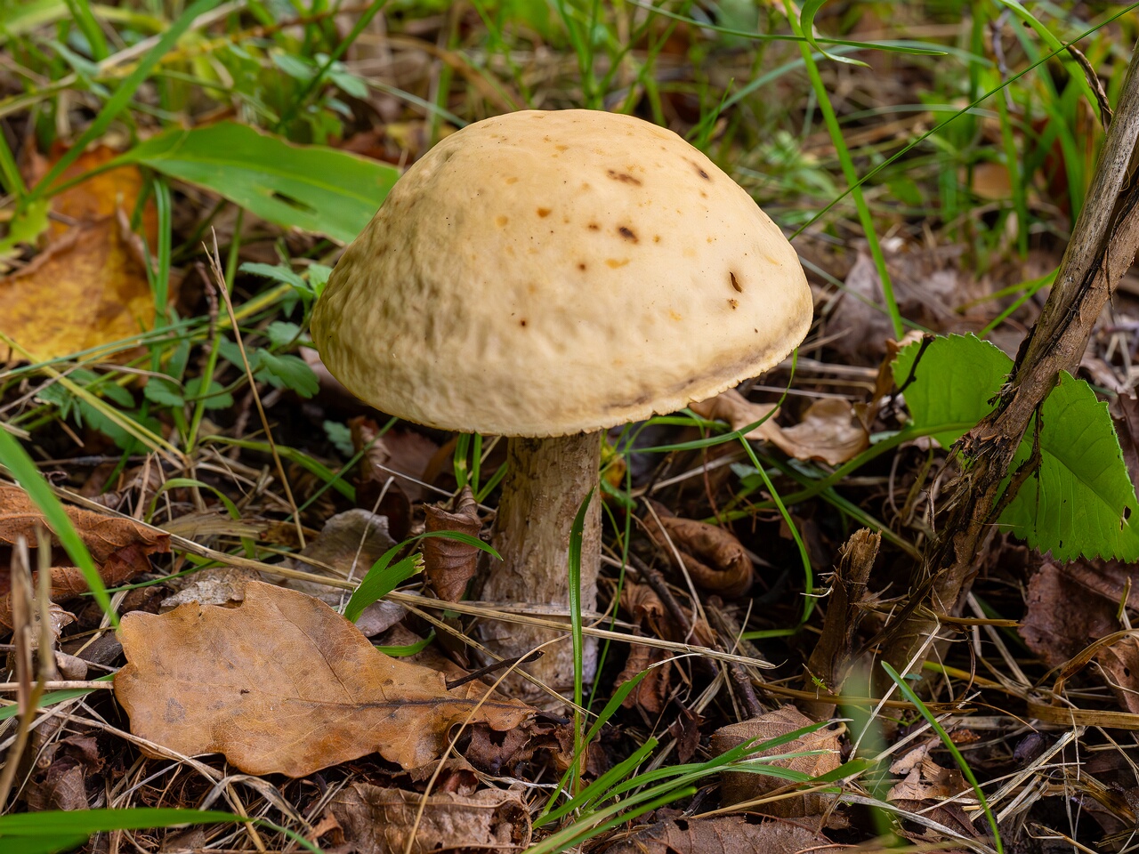 Leccinellum pseudoscabrum _2026-09-19_1-2