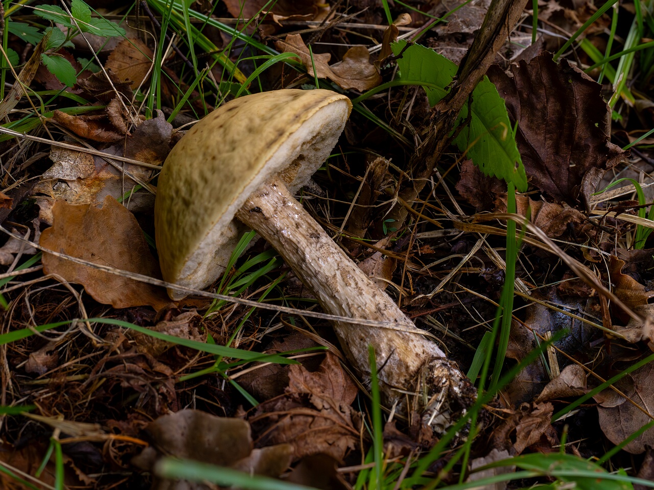 Leccinellum pseudoscabrum _2026-09-19_1-3