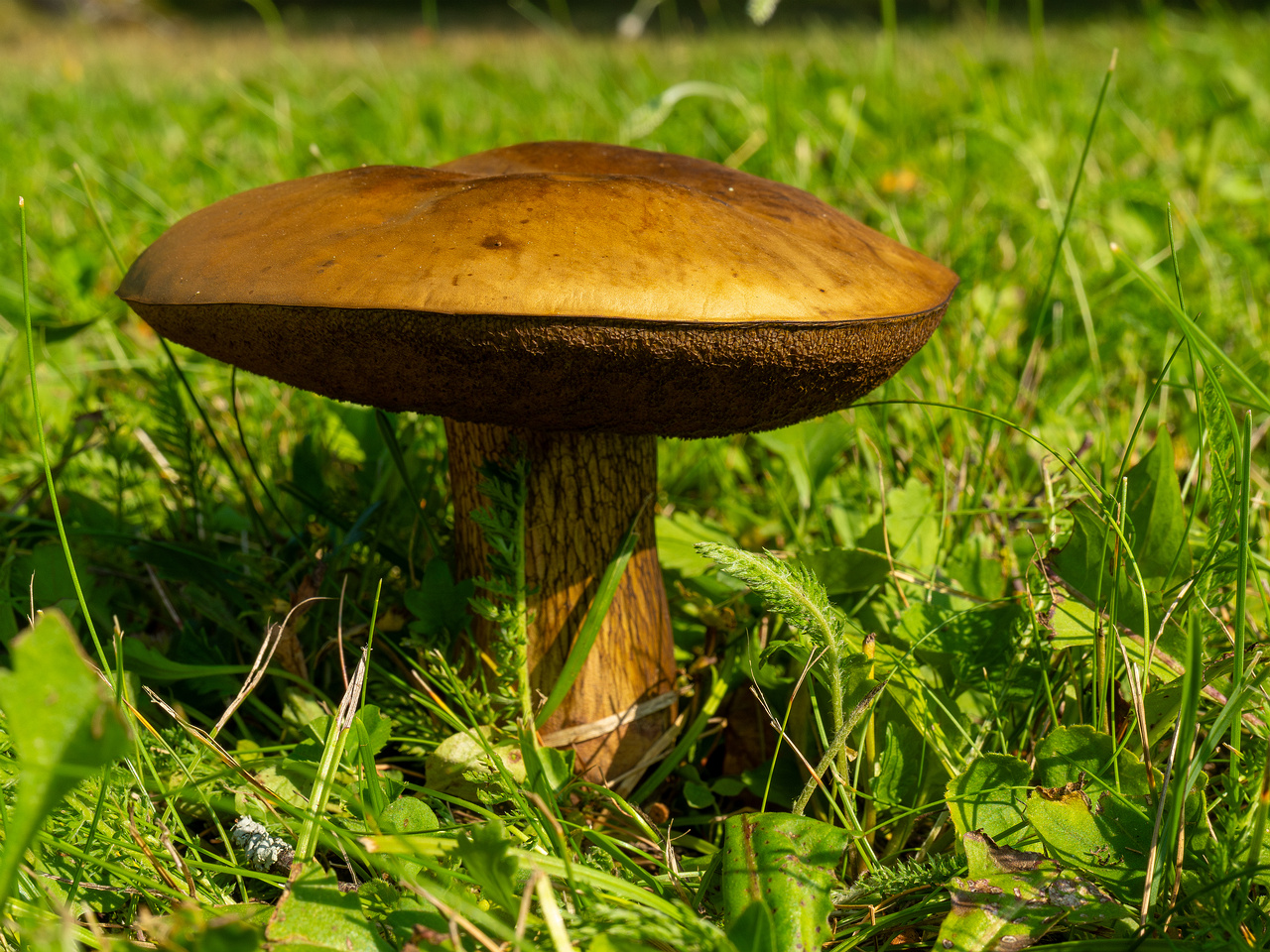 suillellus-luridus_1-2