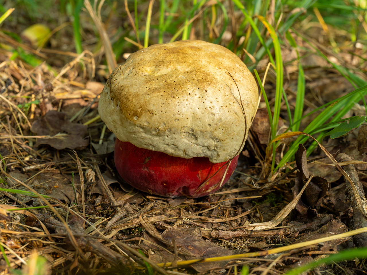 rubroboletus-satanas_1-3