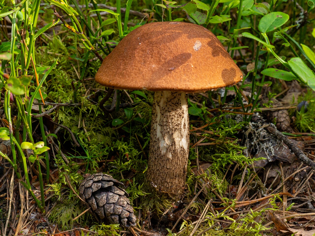 !Leccinum vulpinum _2026-07-11_2-4