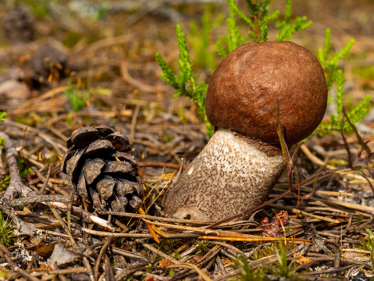 Leccinum vulpinum _2026-07-11_1-3