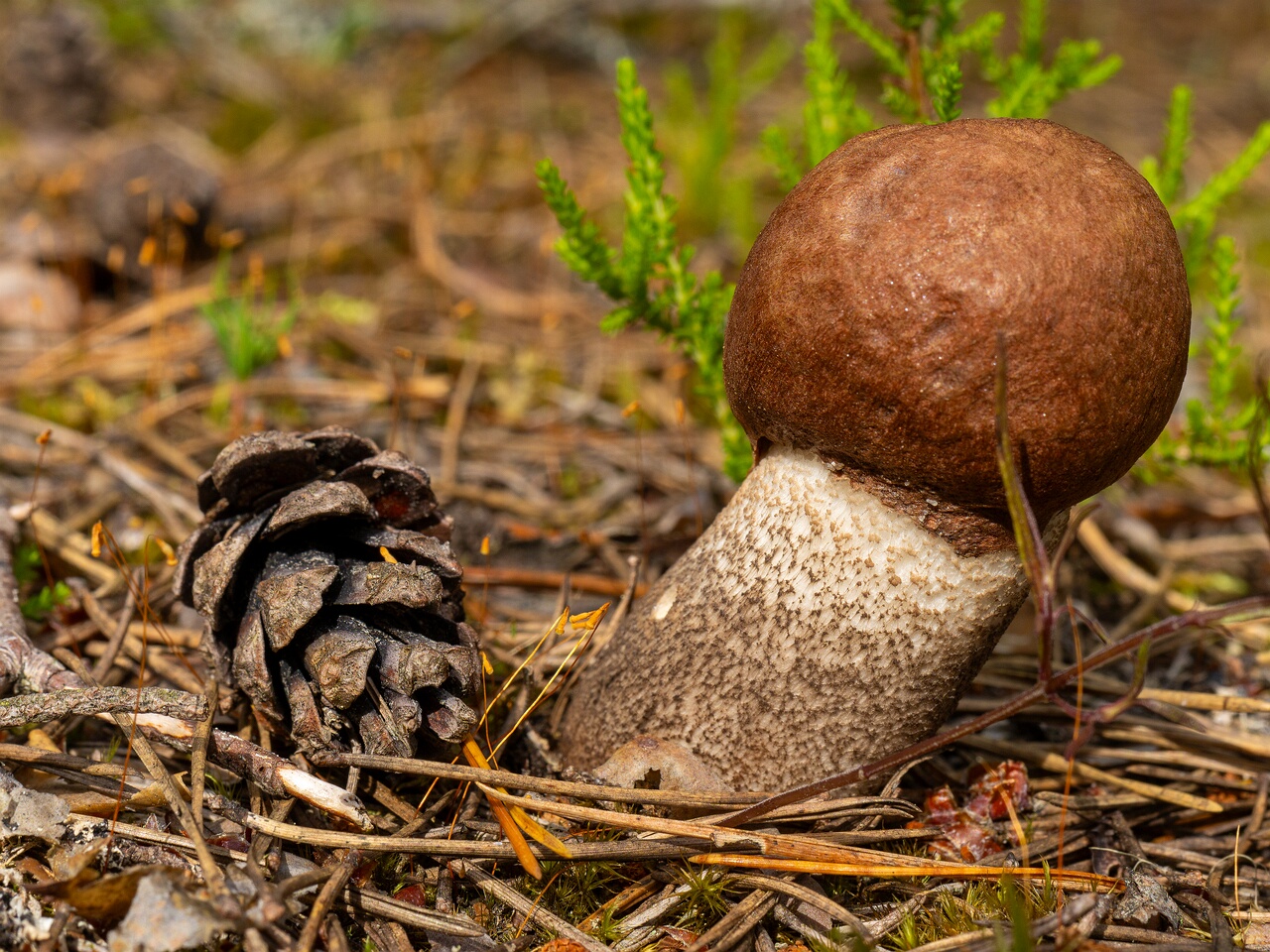 Leccinum vulpinum _2026-07-11_1-5