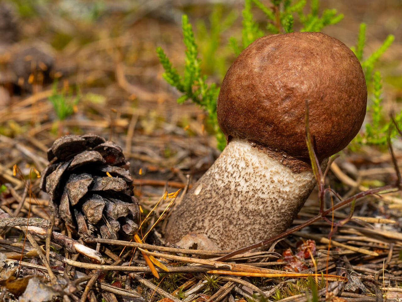 Leccinum vulpinum _2026-07-11_1-6