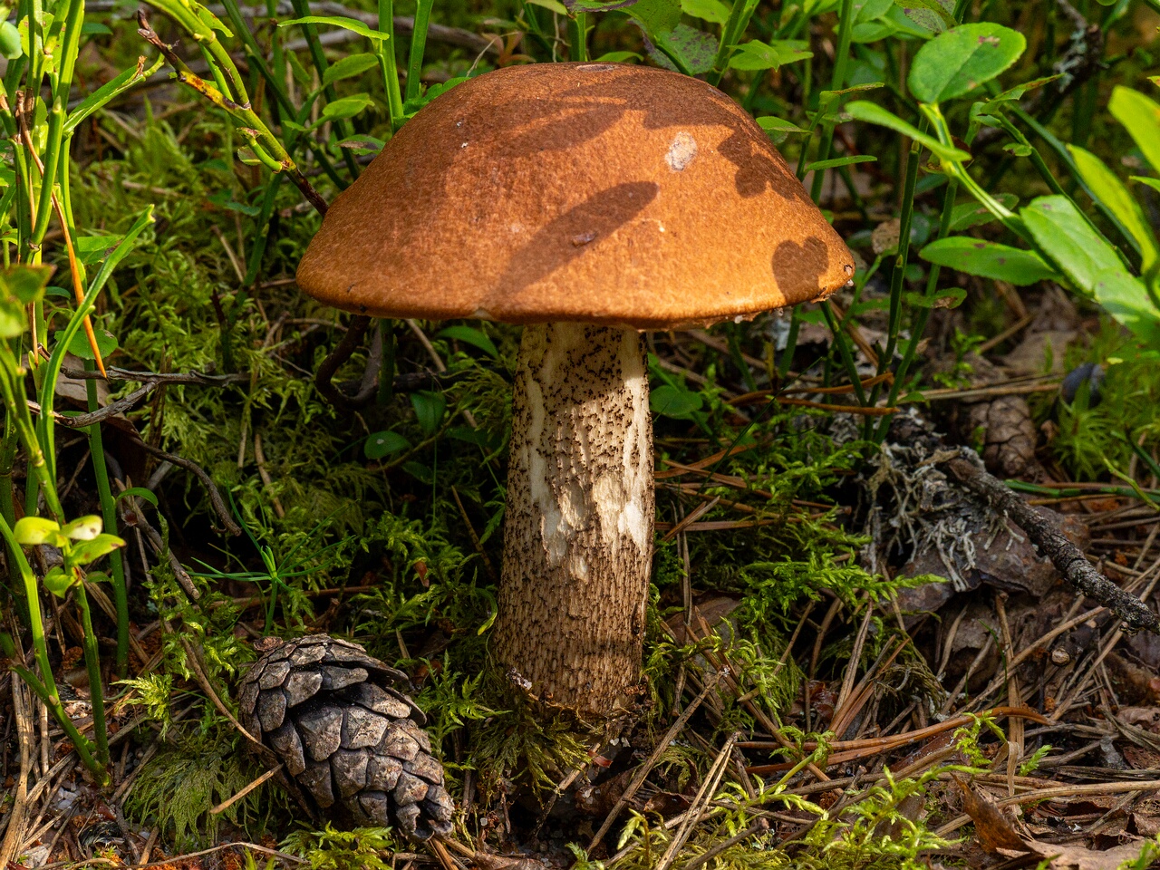 Leccinum vulpinum _2026-07-11_2-2