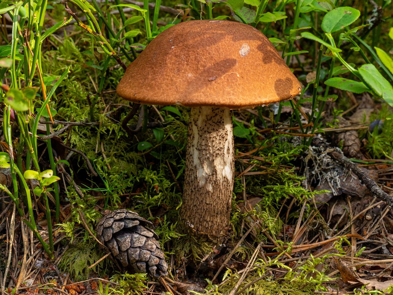 Leccinum vulpinum _2026-07-11_2-3