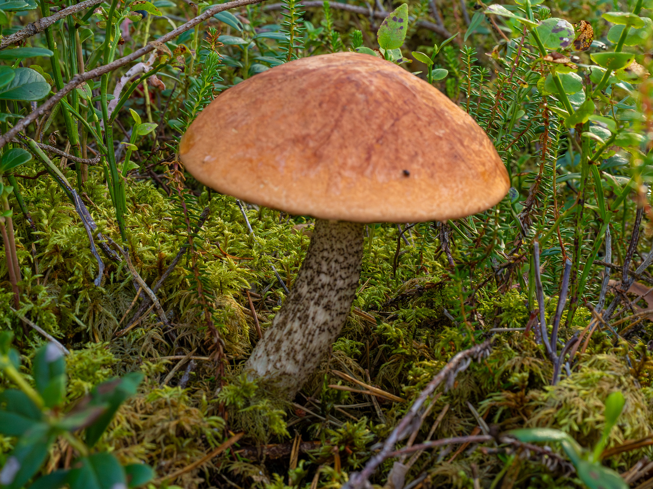 leccinum-vulpinum_1-2