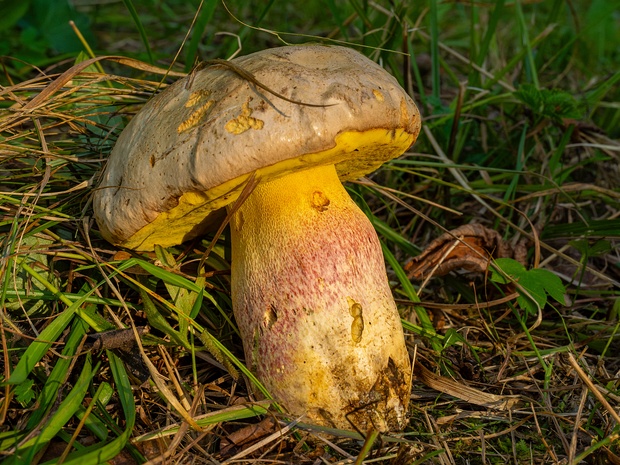 Маслоборовик Фехтнера - Butyriboletus fechtneri