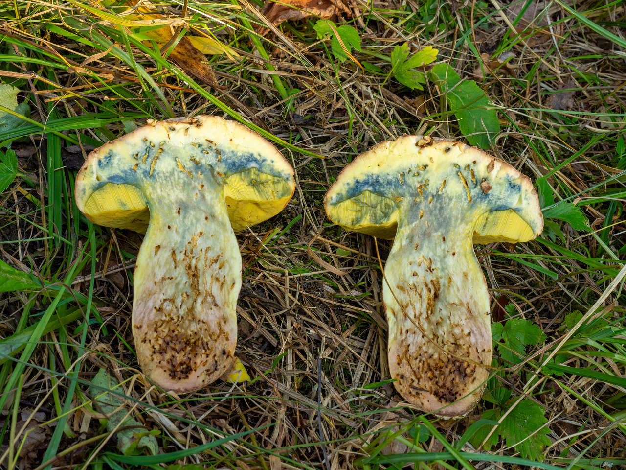 butyriboletus-fechtneri_1-15