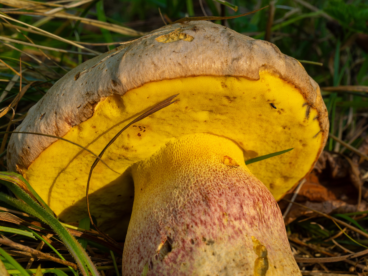 butyriboletus-fechtneri_1-6