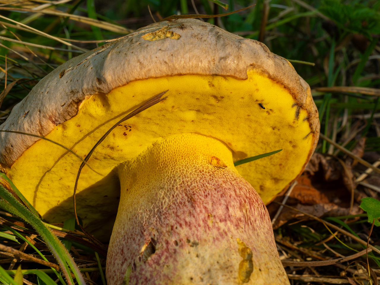 butyriboletus-fechtneri_1-7