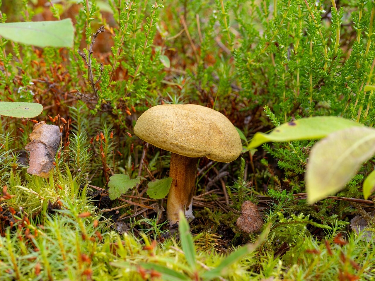 Xerocomus subtomentosus _2026-07-11_1-1