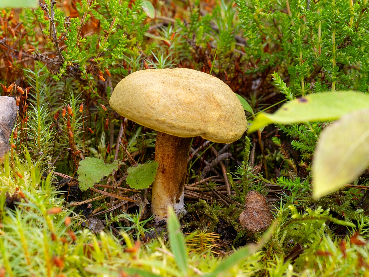 Xerocomus subtomentosus _2026-07-11_1-2