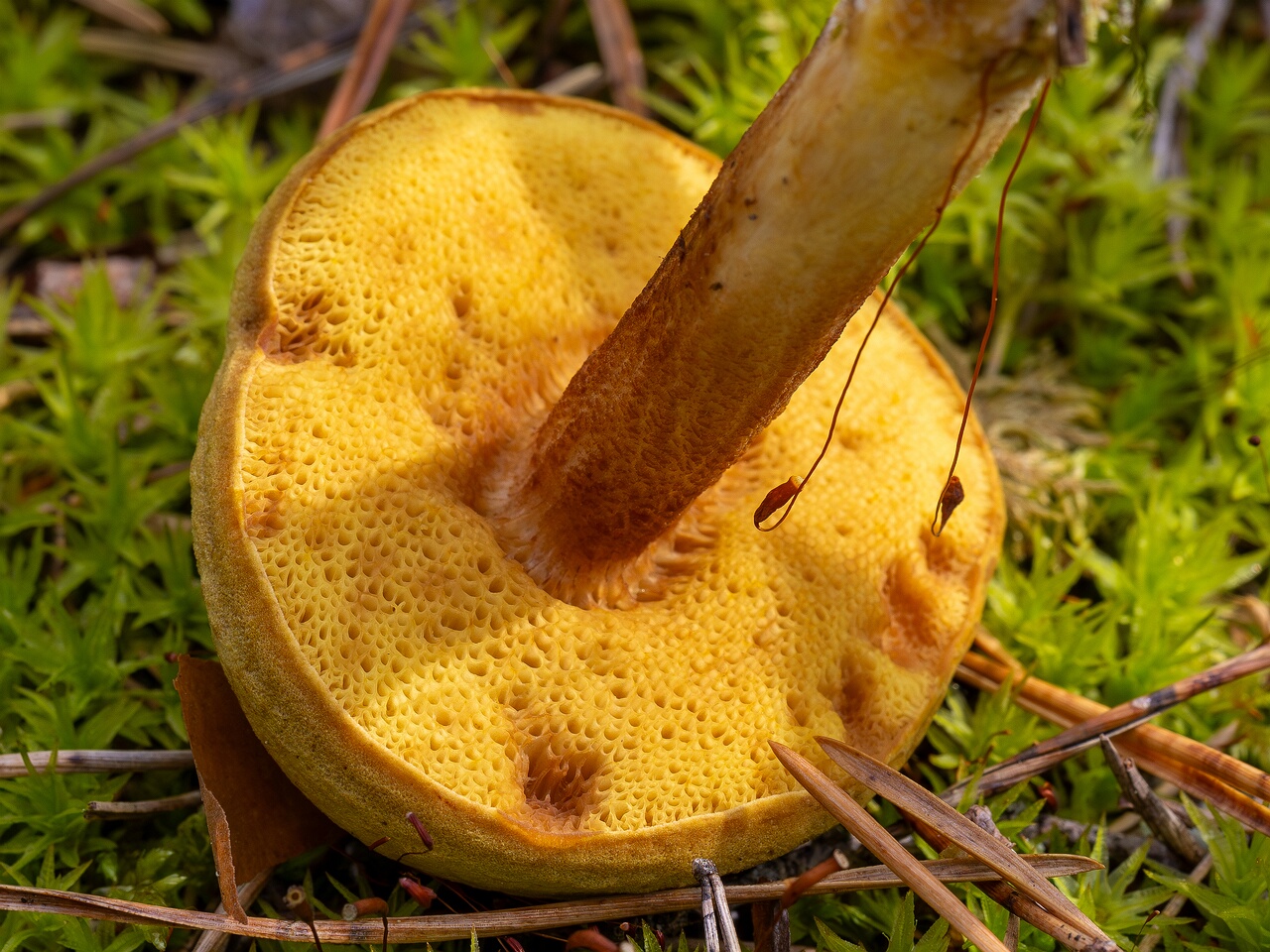 Xerocomus subtomentosus _2026-07-11_1-5