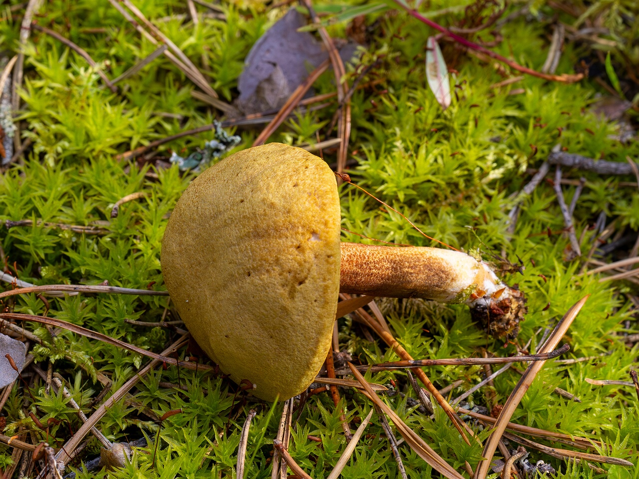 Xerocomus subtomentosus _2026-07-11_1-6
