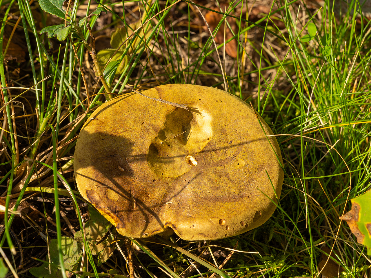 xerocomus-subtomentosus_2023-09-12_1-1