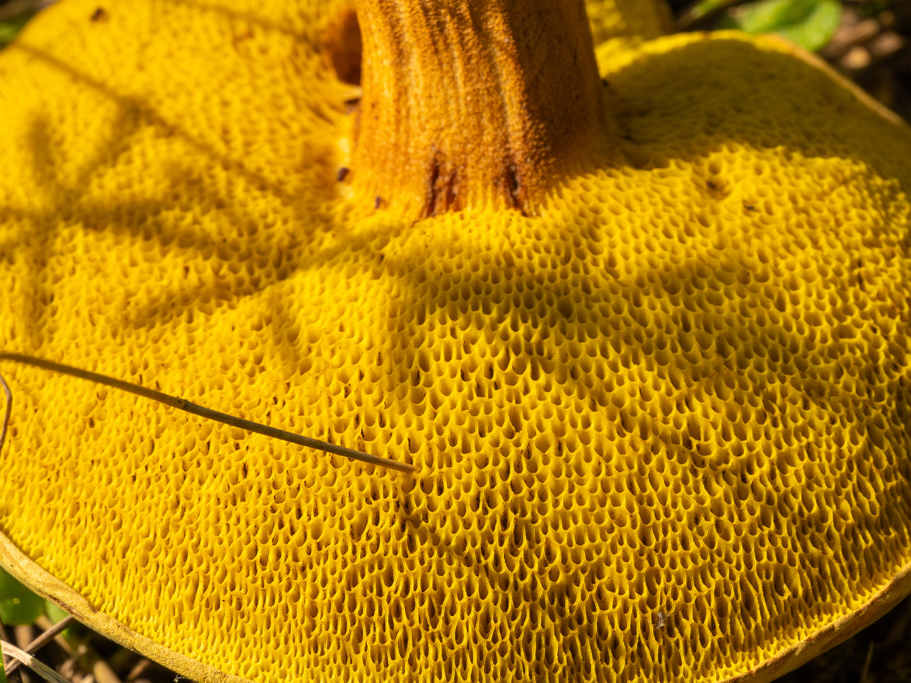 xerocomus-subtomentosus_2023-09-12_1-10